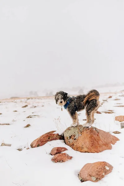 Aussiedoodle Dog Hiking in the Winter in Boulder Colorado Park