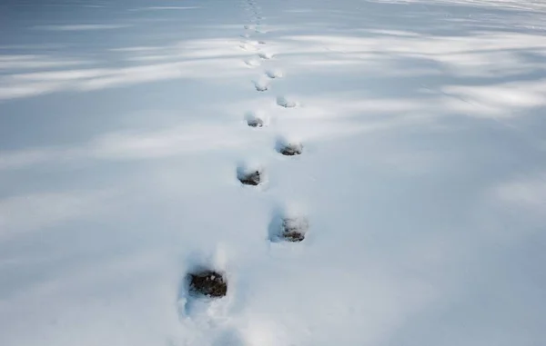 Кроки Снігу Лісі — стокове фото