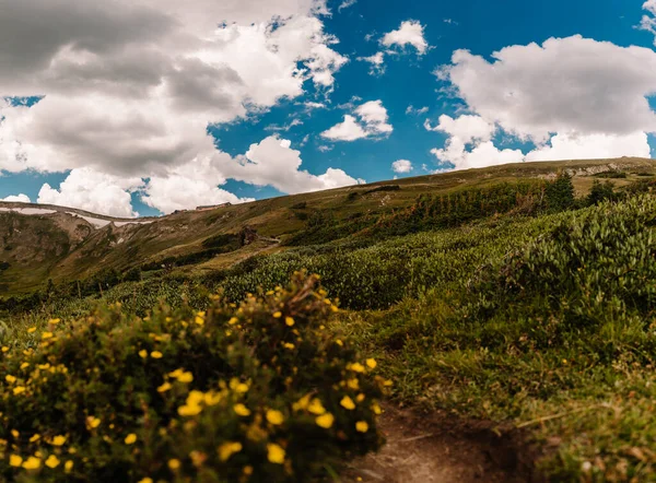 Αγριολούλουδα Καλοκαίρι Στα Βουνά Του Colroado — Φωτογραφία Αρχείου