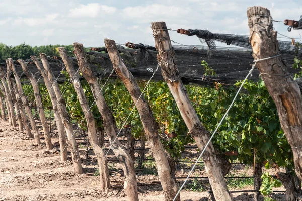 Красивый Вид Виноградную Плантацию Мендосе Чили — стоковое фото