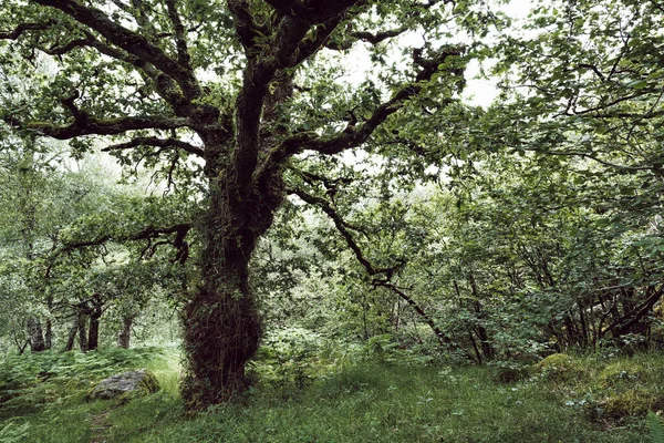 Moss Pokryte Drzewo Bujnej Łące — Zdjęcie stockowe