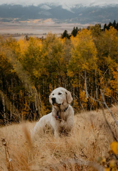 Unge Engelske Cream Golden Retriever Colorado Autumn Aspen Trees - Stock-foto