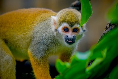 portrait of a squirrel monkey on the tree clipart