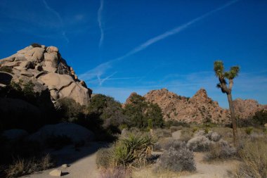 Joshua ağacı mavi gökyüzüne karşı kayalarla ayakta duruyor.