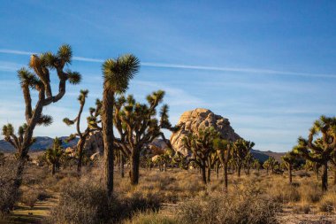 Kayalık oluşumları ve berrak gökyüzü ile oshua ağacı manzarası