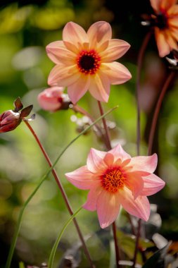 Sıcak öğleden sonra ışığında açan canlı pembe yıldız çiçekleri.