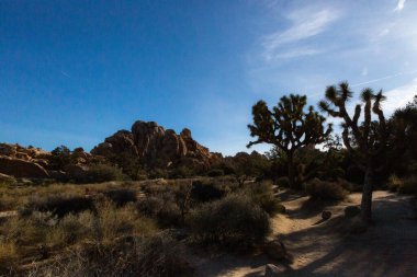 Öğleden sonra Joshua Tree 'nin kayalık arazisinde gölgeler