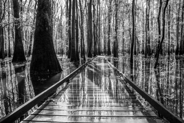 Yürüyüş yolu su altında, Congaree Park 'ta.