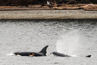 Bir balina sürüsünün birlikte yüzüşünün yakın görüntüsü.