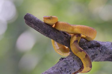 Ağaç dalında Mangrove çıngıraklı yılanı