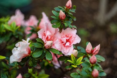 Bahçede çiçek açan pembe Azalea çalısı