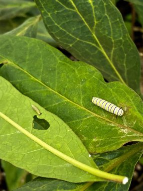 Kral tırtılları yeşil yosun yapraklarıyla besleniyor.