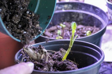 Taze saksı toprağına bir tohum naklediyorum.