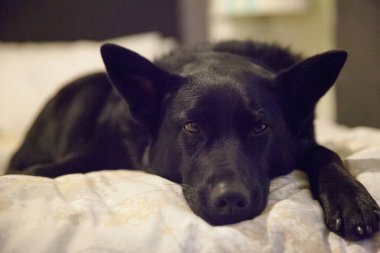 Siyah köpek rahat bir yatakta uzanıyor.