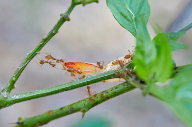 Close-up of weaver ants carrying food on tree branch clipart