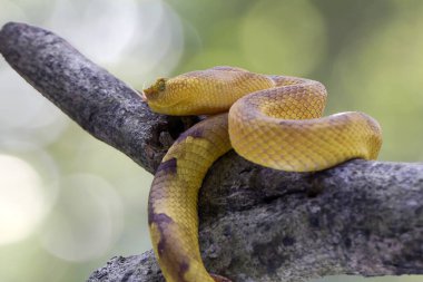 Ağaç dalında Mangrove çıngıraklı yılanı