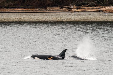 Bigg 'in Katil Balinaları' nın bir bebekle yüzeye çıkışını izledik.