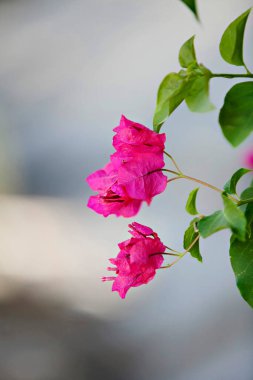 Canlı pembe bougainvillea, yumuşak doğal arkaplana karşı çiçek açar.