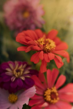 Canlı zinyalar yumuşak, rüya gibi bir odak noktasıyla çiçek açar.