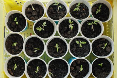 Tohumlar, kağıt bardaklarda taze filizler.