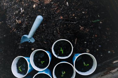 Compost bed and tomato seedlings - planting clipart