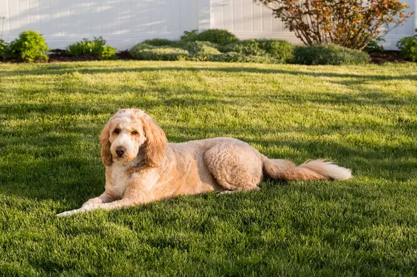 Fluffy Bernedoodle Dog Laying Grass — Stock Photo, Image