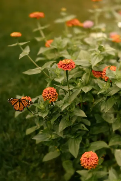 stock image Monarch butterfly on vivid orange zinnias