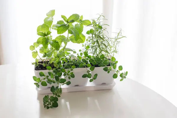 Herb Garden White Planter Glossy Table — Stock Photo, Image