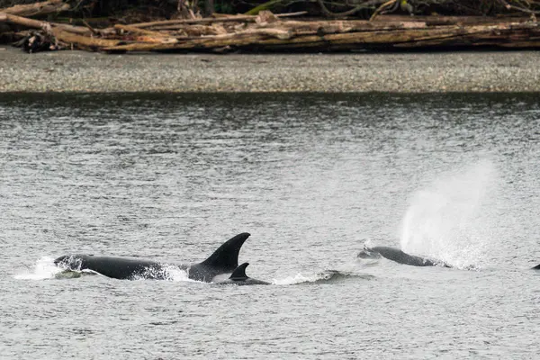 Orca Pod T36Bs Nadando Através Puget Sound — Fotografia de Stock