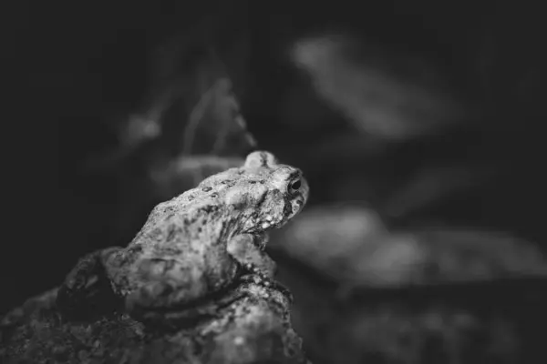 American Toad Looking Distance — Stock Photo, Image