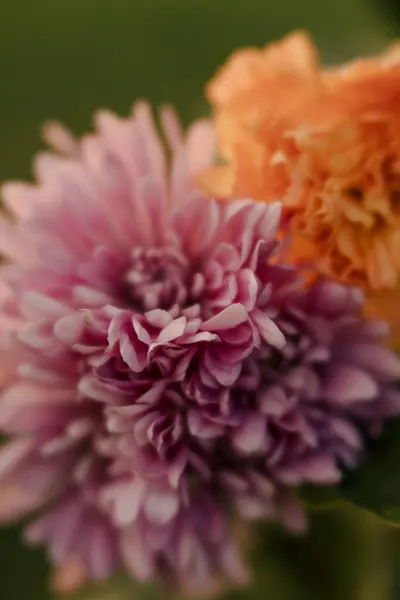 Soft purple and orange flowers, gently blurred