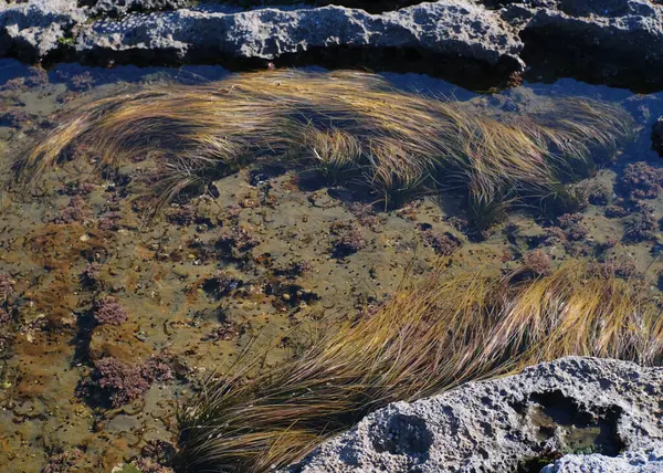 stock image Sea grass in the pools at Botanical Beach