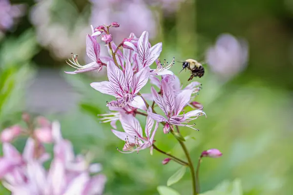 Bee Hovering Pink Blooms Natures Tranquil Moment — Stock Photo, Image