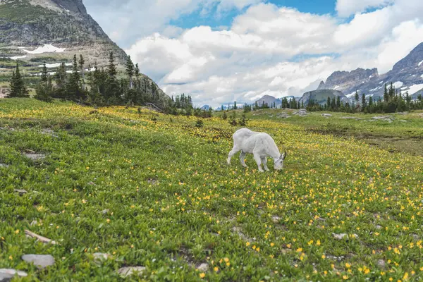 stock image Mountain goat grazing in a vibrant alpine meadow.