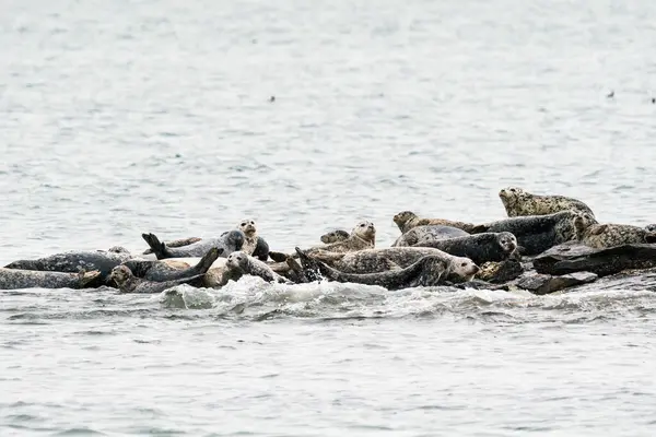Wide View Group Harbor Seals Hauled Out Rock — Stock Photo, Image