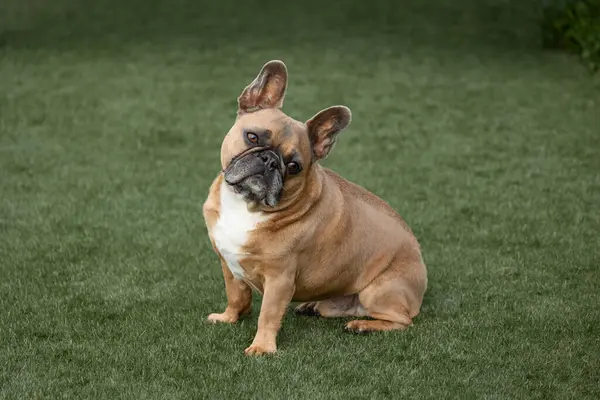 Curious Lilac French Bulldog Green Lawn — Stock Photo, Image
