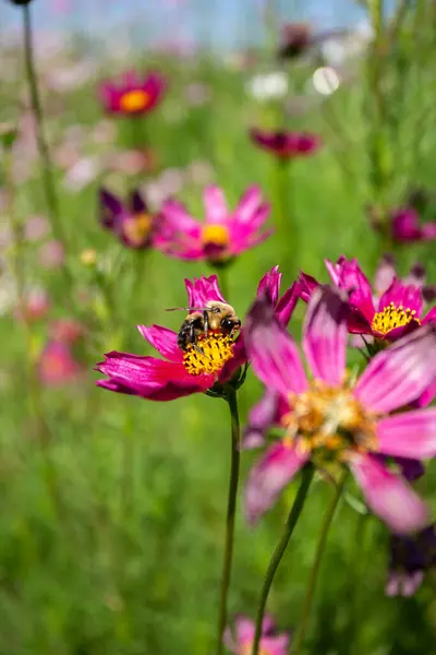 Garden Cosmo Bumble Bee — Stock Photo, Image