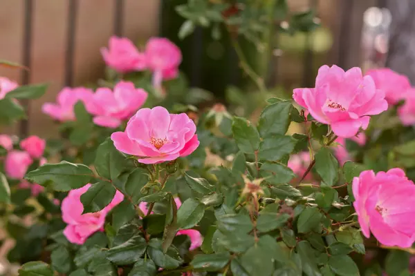 Élénk Rózsaszín Rózsák Virágoznak Buja Zöld Kerti Környezetben Stock Kép