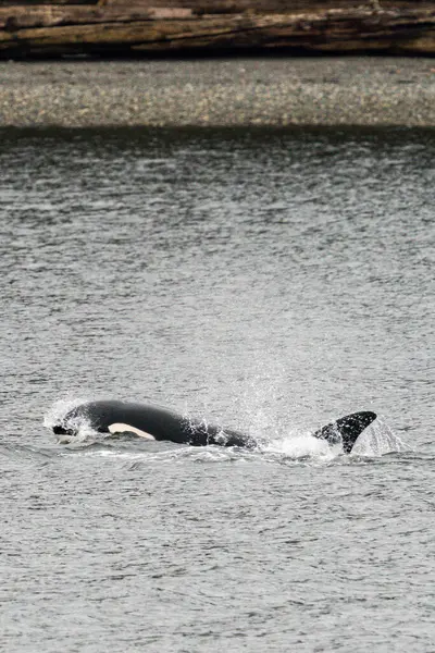 Vista Perto Uma Baleia Assassina Bigg Surfando Mar Salish Fotos De Bancos De Imagens