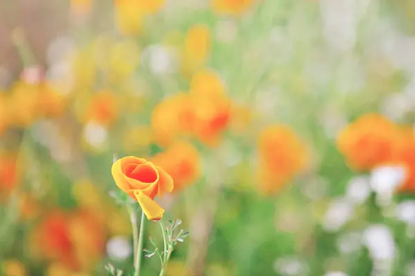 Einsamer Kalifornischer Mohn Ein Feld Voller Blumen Stockfoto