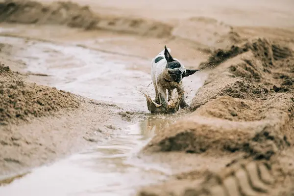 Filhote Cachorro Brincando Areia Água Fotos De Bancos De Imagens Sem Royalties