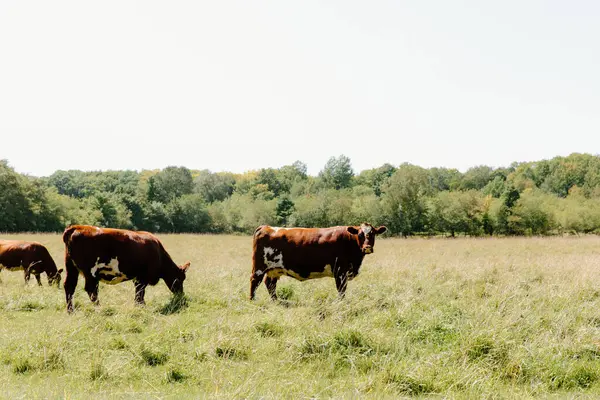 Kühe Grasen Gemächlich Auf Einer Sonnigen Offenen Weide Stockfoto