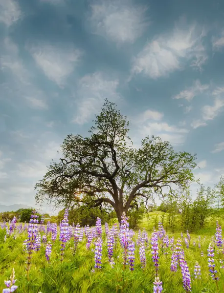 Lupinen Blühen Unter Einer Eiche Thousand Oaks lizenzfreie Stockfotos