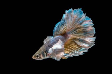 Akvaryumdaki siyah arkaplanda Beta balığı