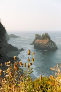Flora, Samuel H Boardman Eyalet Parkı 'ndaki doğal köprülerde.