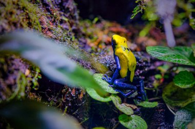 Dart kurbağası vahşi doğada tinctorius azureus 'u dengeler. 
