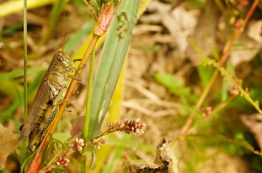 Yeşil çekirge tarlada yeşil çimlerin üzerinde dinleniyor.