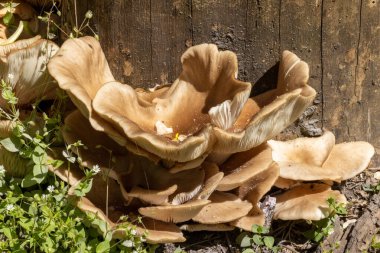 Ormandaki bir kütüğün üzerindeki mantarlara yakından bak.