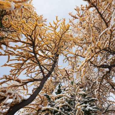 Yellow larches in Washington under a fresh coat of snow in a rar clipart
