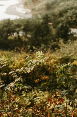 Okyanus kıyısında canlı güneş yeşillikleri